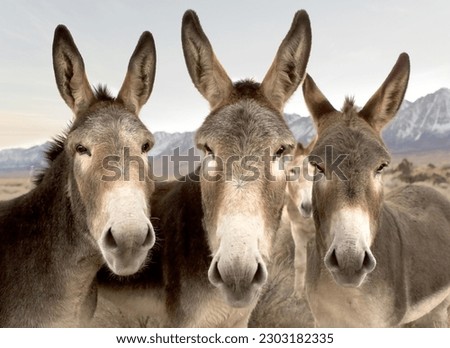 A captivating photo taken near Aberdeen, California, of three donkeys standing cheek to cheek. Their expressive faces dominate the frame, while the backdrop reveals glimpses of desert. mountains