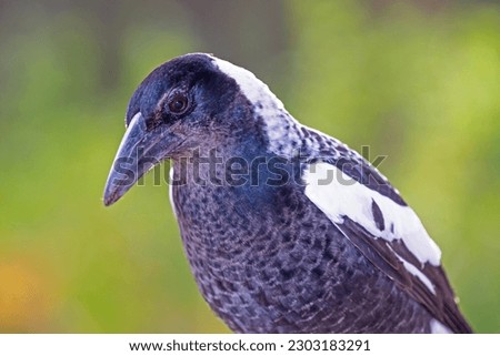 The Australian magpie (Gymnorhina tibicen) is a black and white passerine bird. Pictured here is the western subspecies,   (Cracticus tibicen dorsalis), which occurs in the south-west of Australia.