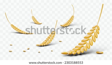 3D grain ears on transparent background. Scattered yellow grain. Wheat, rye, barley. Raw materials for brewing, baking bakery products. Natural ingredients for vegan menu Royalty-Free Stock Photo #2303188553