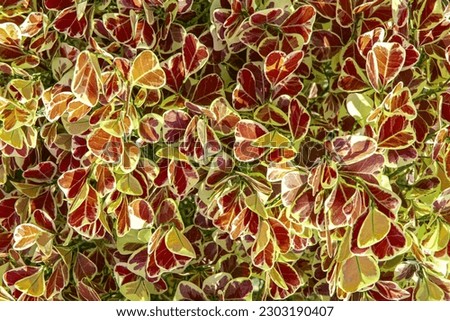Colorful heart shape leaves background of Mistletoe Fig or Mistletoe Rubber Plant (Ficus Deltoidea) are growing in the bush