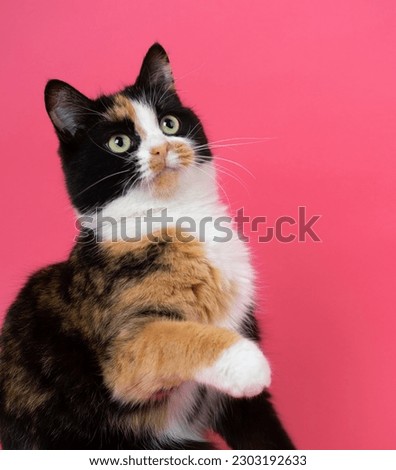Close-up of a young tricolor cat, watching something with interest, prepared its paw for an attack. on a pink background. Royalty-Free Stock Photo #2303192633