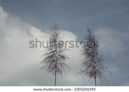 silhouette of cane flower against cloudy sky background