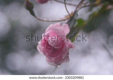close up view of pink rose flower with blur background, bokeh.