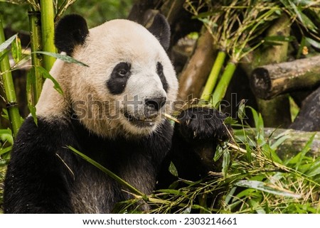 Giant Panda (Ailuropoda melanoleuca) eating bamboo at the Giant Panda Breeding Research Base in Chengdu, China Royalty-Free Stock Photo #2303214661