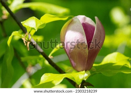 magnolia tree blossom in springtime. tender pink flowers bathing in sunlight. warm april weather. Blooming magnolia tree in spring, internet springtime banner. Spring floral background. Royalty-Free Stock Photo #2303218239