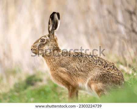 The European hare (Lepus europaeus), also known as the brown hare Royalty-Free Stock Photo #2303224739