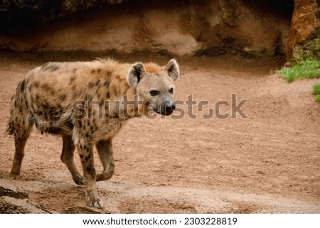 Hyena walking from left to right in brown environment