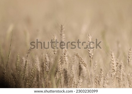 An amazing view of a large wheat field

