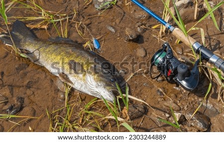River smallmouth held by its mouth in the water great catch summer activity leisure hobby Royalty-Free Stock Photo #2303244889