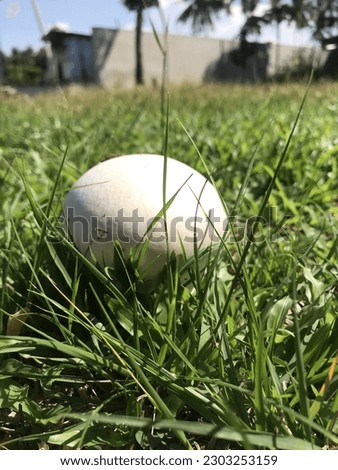 This white wild mushroom has poison powder when it is broken up it is covered by green fresh grass on a hot sunny day in the backyard in Asia