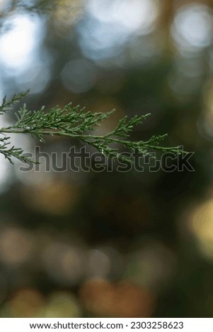 evergreen tree covered with drops on a rainy day