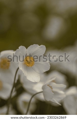white anemones in the garden, open buds
