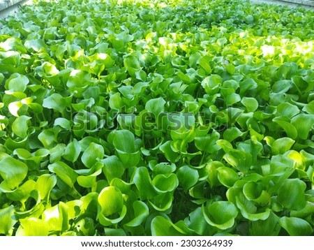 water hyacinth plant in a pond Royalty-Free Stock Photo #2303264939