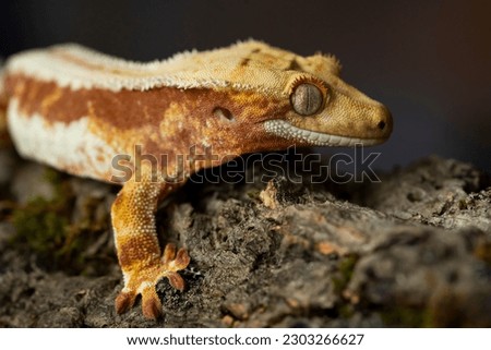 Correlophus ciliatus (crested gecko) is a species of gecko native to southern New Caledonia.