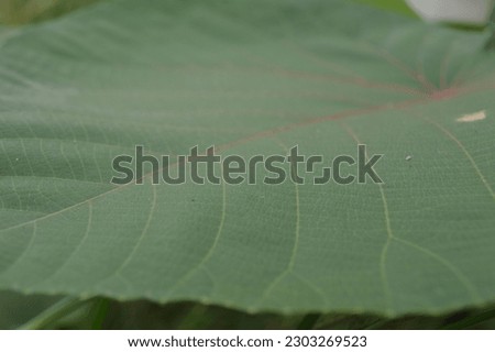 background of patterns, shapes and textures of green leaves