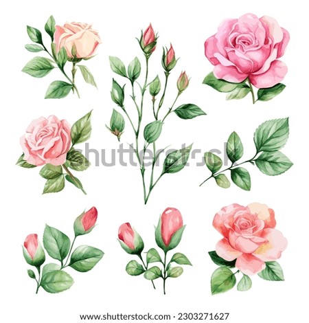 Set of floral watercolor. Flower pink rose, green leaves. Floral poster, invitation floral. Vector arrangements for greeting card or invitation design