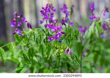 Blooming in the forest spring vetchling on a sunny day Royalty-Free Stock Photo #2303294893