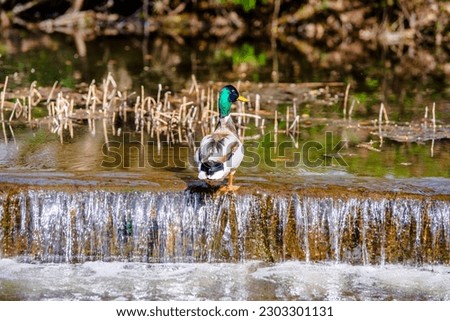 Wild duck swim in the lake
