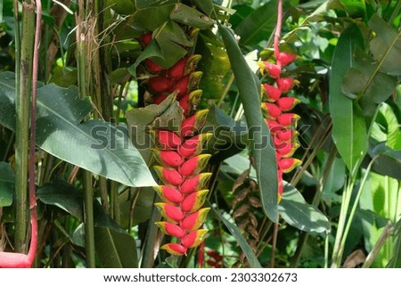 Heliconia Rostrata, the hanging lobster claw or false bird of paradise, hanging in the middle of lush big leaves. Host flower to birds like hummingbirds, national flower of Bolivia