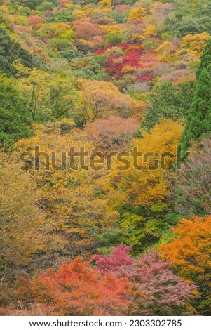 Autumn leaves of Onbara Kogen Okayama Prefecture Onbara Kogen