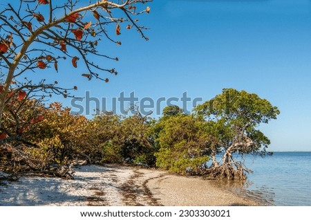 A photo of Mangrove and Seagrape trees on the shoreline of the Florida Gulf Coast in Manatee County Florida. A tall sea grape is in foreground and water and blue sky are in the background. 