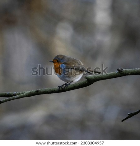 European robins (Erithacus rubecula) sitting on tree branches. The birds are well separated from the background. Pictures taken on a sunny day deep in the forest.