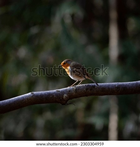 European robins (Erithacus rubecula) sitting on tree branches. The birds are well separated from the background. Pictures taken on a sunny day deep in the forest.