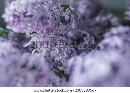 Background with lilac flowers close-up. Macro shooting