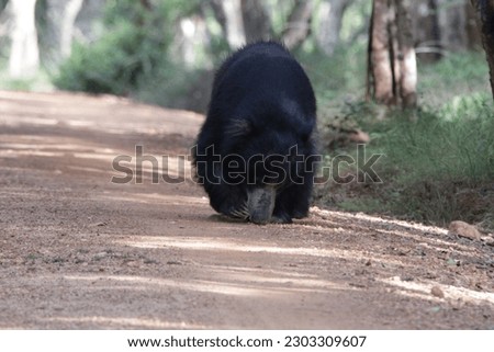 Sri Lankan Sloth Bear In Wilpattu National Park, Sri Lanka. Visit Sri Lanka. 