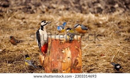 Birds in the forest. Bird feeder in the forest. Different species of birds - great spotted woodpecker, blue tit, great tit, nuthatch and chaffinch. Royalty-Free Stock Photo #2303314693