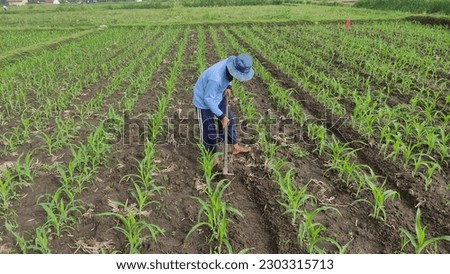 take care of the corn plants with all my heart