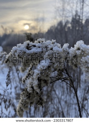 mystical sun at sunset in the winter forest