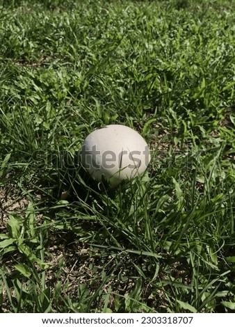 The white ball wild mushroom is a rare image in the Asia backyard full of green grass with the sunlight flashing in the evening