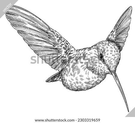 Vintage engraving isolated hummingbird set illustration ink humming sketch. Bird background colibri tropical silhouette art. Black and white hand drawn vector image.