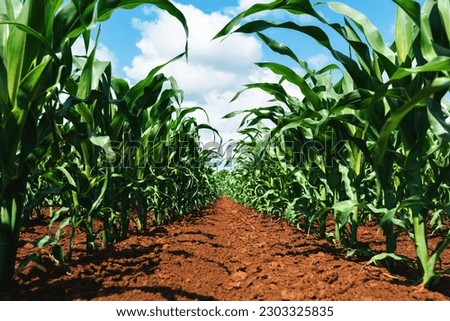 Young green corn crop seedling plants in cultivated perfectly clean agricultural plantation field with no weed, low angle view selective focus Royalty-Free Stock Photo #2303325835