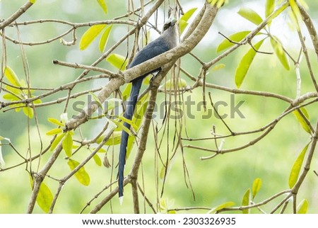Image of Green-billed Malkoha Bird (Phaenicophaeus tristis) on a tree branch. Birds. Animal.

 Royalty-Free Stock Photo #2303326935