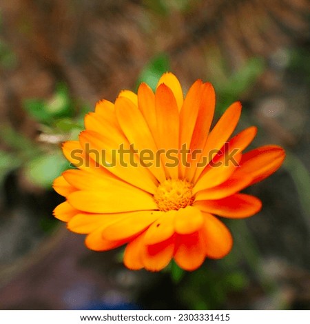 Orange flower macro. Close up view of calendula.