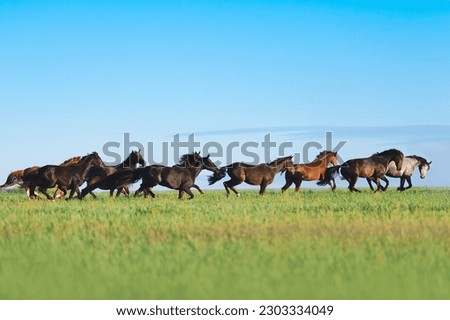 A large herd of horses runs freely on the fresh grass in the pasture. Spring on the farm