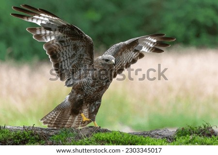 Common Buzzard (Buteo buteo) searching for food in the forest of Noord Brabant in the Netherlands.   Royalty-Free Stock Photo #2303345017