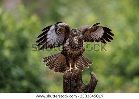 Common Buzzard (Buteo buteo) searching for food in the forest of Noord Brabant in the Netherlands.   Royalty-Free Stock Photo #2303345019