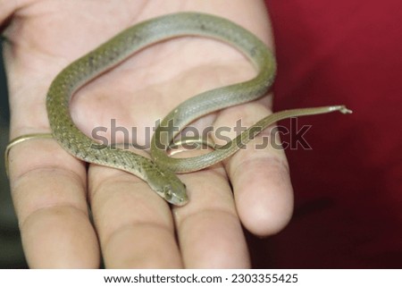 Snakes are elongated, limbless, carnivorous reptiles of the suborder Serpentes. Like all other squamates, snakes are ectothermic. Royalty-Free Stock Photo #2303355425