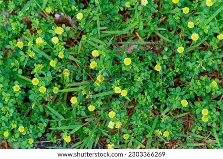 A patch of low hop clover that grows close to the ground with little round bright yellow flowers and tiny leaflet growing between the grass in springtime