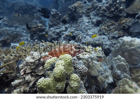 Blacktip Grouper swim and stay at coral and sea anemone in deep blue sea underwater and colurful coral reef landscape with nature rock background