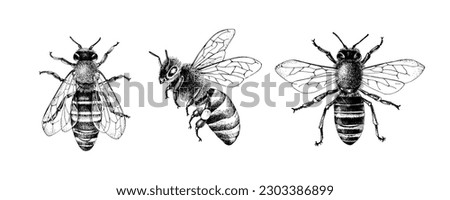 Monochrome set of three bees or honeybees Royalty-Free Stock Photo #2303386899