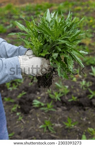 Digging up the weed sow thistle in the garden. Selective focus. Nature. Royalty-Free Stock Photo #2303393273
