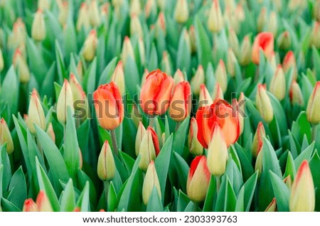 Plantation of tulips grown for Valentine's Day and March 8, wholesale supply for retail stores. Breeding new varieties of tulips. Tulips from the producer. Close up.
