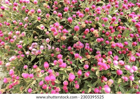 Trifolium pratense In alternative medicine as a treatment for a variety of human ailments, including menopausal symptoms, coughs, lymphatic system disorders, and various types of cancer