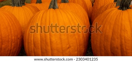 pumpkins harvest on the farm. 