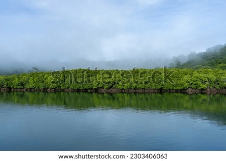 Mangroves in Andaman and Nicobar Islands. Total area under mangrove vegetation in India is 4639 sq.km, as per the latest estimate of the Forest Survey of India  Royalty-Free Stock Photo #2303406063