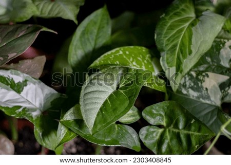 Indoor Plants - Variegated Leaf - Home growing